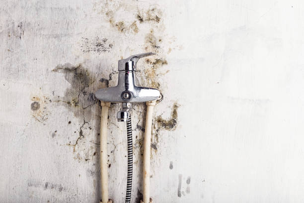 Best Health and Safety Mold Remediation in Grover, WY