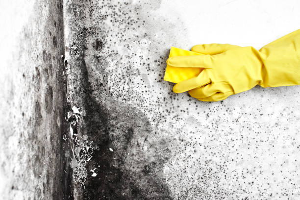 Best Commercial Mold Remediation in Grover, WY