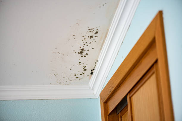 Best HVAC Mold Remediation in Grover, WY