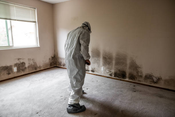 Best White Mold Remediation in Grover, WY