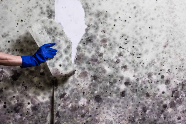 Best Mold Remediation for Specific Building Types in Grover, WY