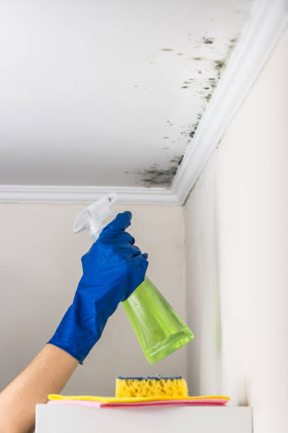 Best Emergency Mold Remediation in Grover, WY